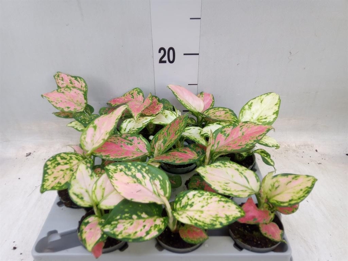 <h4>Aglaonema   ...</h4>
