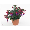 FUCHSIA B F VERA