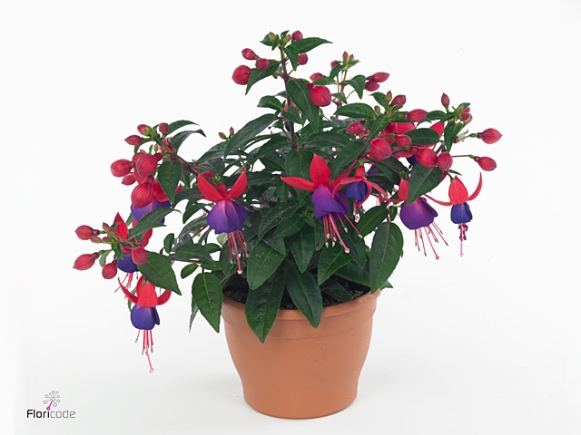 FUCHSIA B F VERA