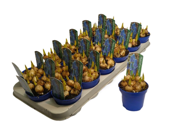 <h4>Muscari Blue Magic</h4>