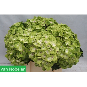 HYDR M MAG NOBLESSE