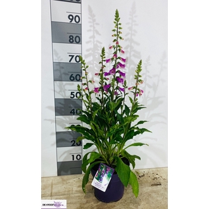 DIGI PU PURPUREA