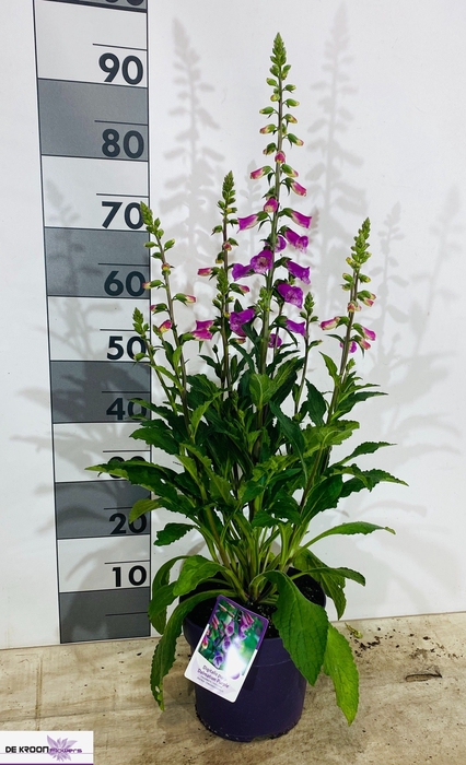 <h4>DIGI PU PURPUREA</h4>