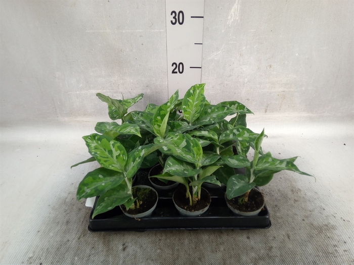 Aglaonema   ...