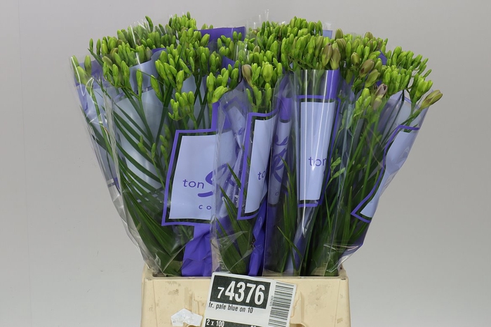 <h4>Fr. Pale Blue On 10</h4>