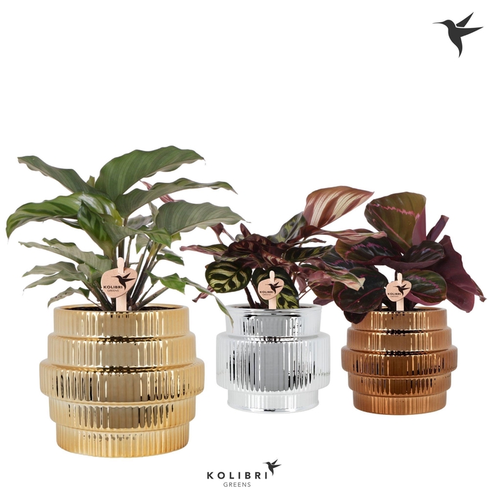 <h4>Kolibri Greens Calathea mix in Allure Shiny pot mix</h4>