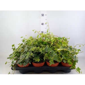 Hedera   ...mix
