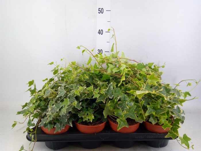 <h4>Hedera   ...mix</h4>