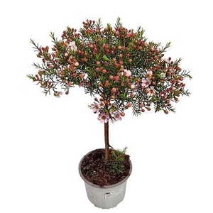 Waxflower Purple Fem Stem