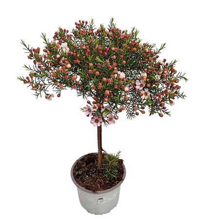 <h4>Waxflower Purple Fem Stem</h4>