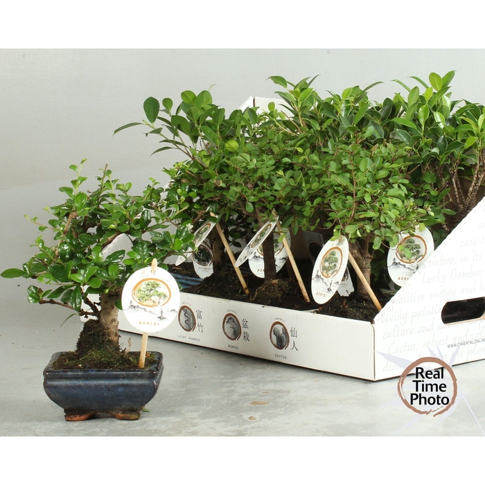 <h4>BONSAI GEM</h4>