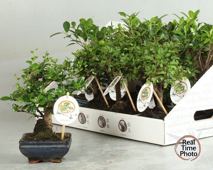 BONSAI GEM