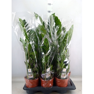 Zamioculcas zamiifolia