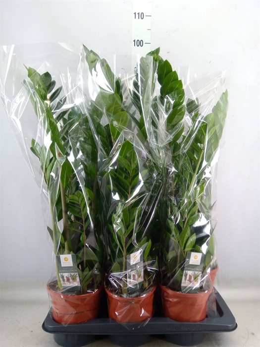 <h4>Zamioculcas zamiifolia</h4>