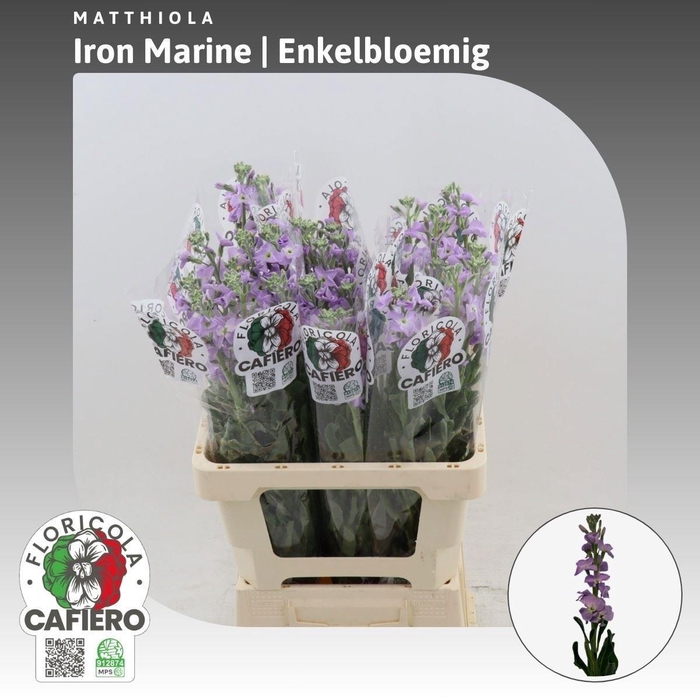 <h4>MATTH IRON MARINE</h4>