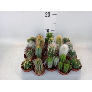 Cactus   ...mix