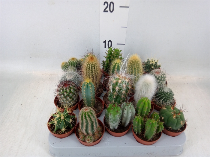 <h4>Cactus   ...mix</h4>