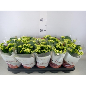 Kalanchoe blos. 'RosDon Dione'