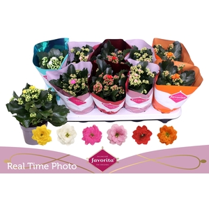 KAL GE PERF GEM 6 KL