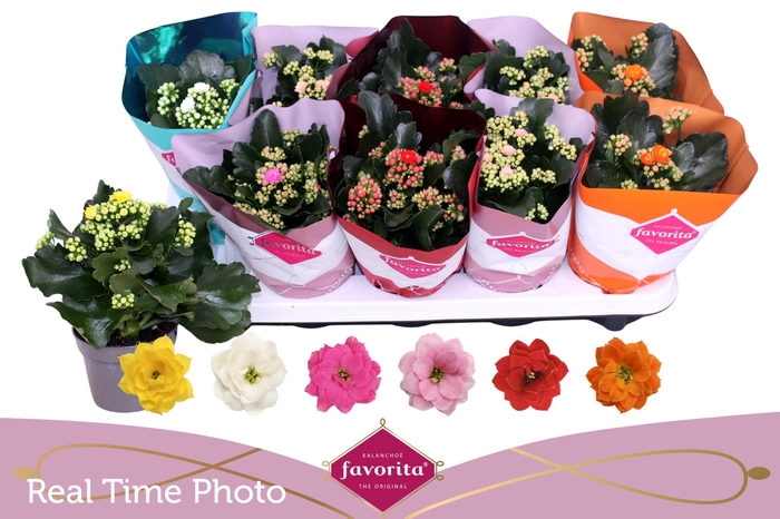 <h4>KAL GE PERF GEM 6 KL</h4>