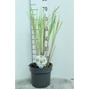 Cortaderia selloana