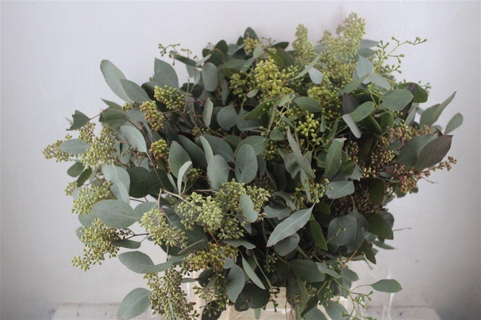 <h4>Populus Berry 300gr</h4>