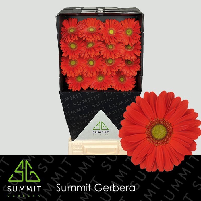 <h4>Gerbera Tangerine</h4>