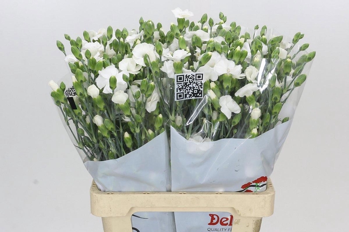 <h4>DIANTHUS SP SYMPLY SNOW*</h4>