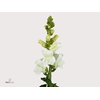 Antirrhinum An White