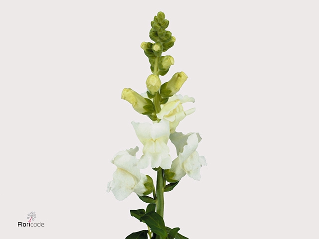 Antirrhinum An White