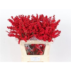 Ilex Ve Rode Bes 80cm