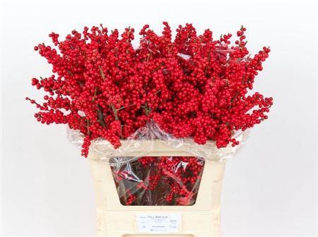 <h4>Ilex Ve Rode Bes 80cm</h4>