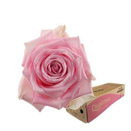 <h4>R Gr Heidi -in box</h4>