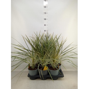 Cordyline austr. 'Variegata'