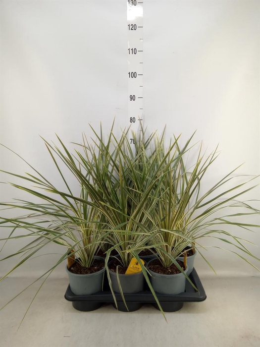 <h4>Cordyline austr. 'Variegata'</h4>