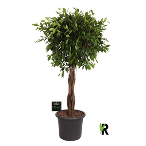 Ficus Mi Overig stam gevlochten Nitida