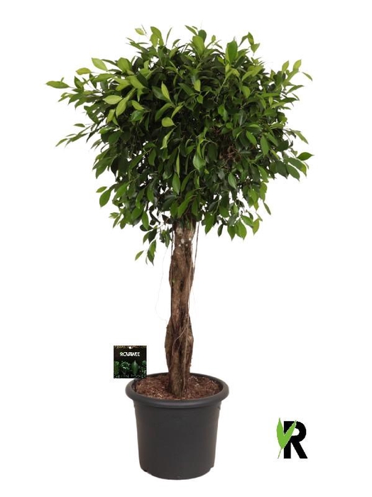 <h4>Ficus Mi Overig stam gevlochten Nitida</h4>