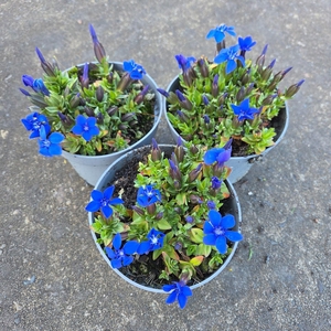 Gentiana verna
