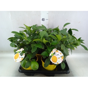 Citrus meyeri 'Meyer'