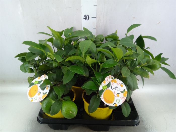 <h4>Citrus meyeri 'Meyer'</h4>