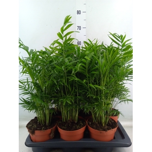 Chamaedorea elegans