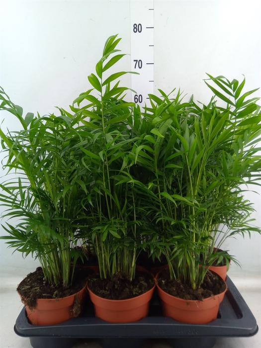 <h4>Chamaedorea elegans</h4>