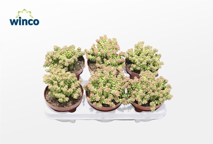 <h4>Crassula Tom Thumb</h4>