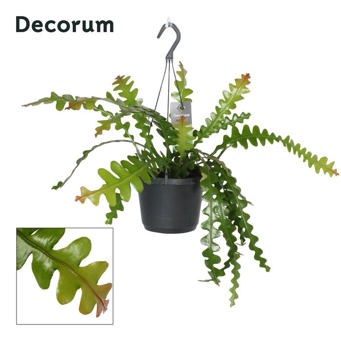 <h4>EPIPHYLLUM ANGULIGER</h4>