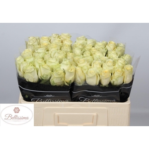 R GR CREAM UNIQUE