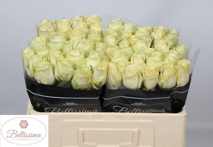 <h4>R GR CREAM UNIQUE</h4>