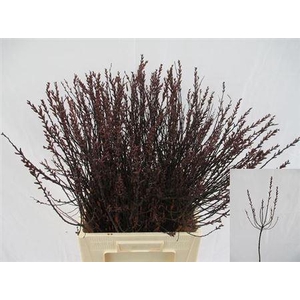 Myrica Gale (gagel) P Stem