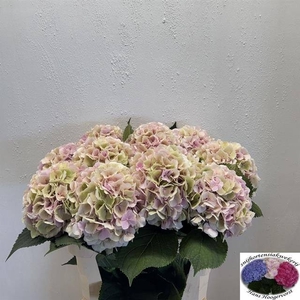 HYDR M CH VERENA CL