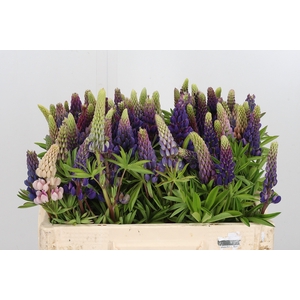 Lupinus