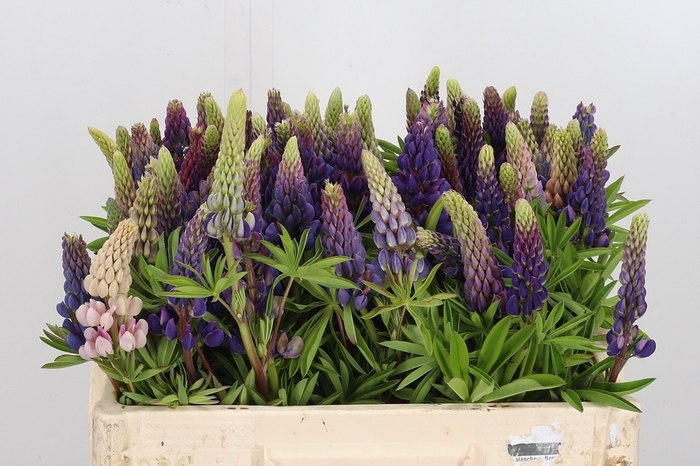 <h4>Lupinus</h4>
